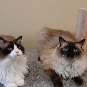 Meet your Posher, Tetz